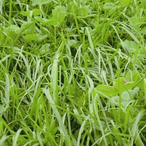 Grasfræblöndur